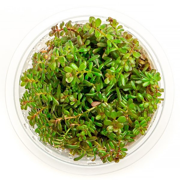 SubstrateSource Rotala H'ra Tissue Culture Aquatic Live Aquarium Plant -