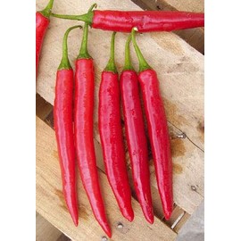 Salerno Seeds Calabrian Pepper Spadella Spicy Piccante Hybrid F1 Peperone 2 Grams Made in Italy Italian Non-GMO
