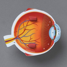 Learning Resources Cross-Section Human Eye Model, Biology, Scientific Vocabulary, Classroom Accessories, Measures 5′′ in diameter. Grades 2+