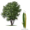 CZ Grain 6 Black Willow Tree Cuttings - Beautiful Shade