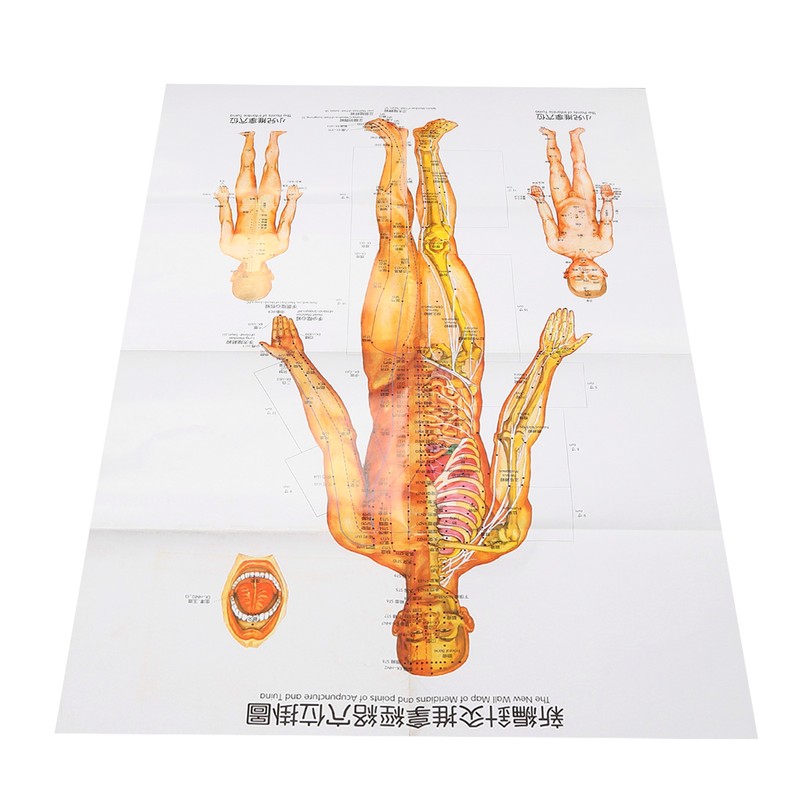 Chinese and English Acupoint Wall Chart Front Large Size Comprehensive