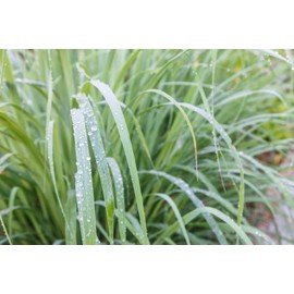 US Organic 100% Pure Lemongrass Essential Oil, USDA Certified Organic, Extracted by Steam Distillation Method, for Hair, Nail Polish Remover, Bees Attraction, and More. 15 ml, Value 2 Pack