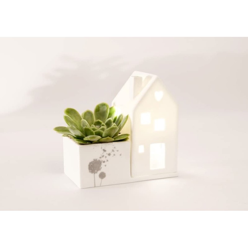 Good old Friends House garden dandelion