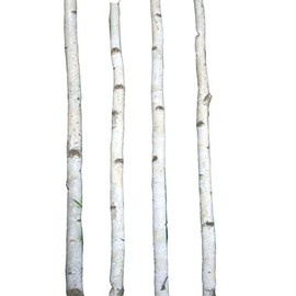Four Thin White Birch Poles 6 ft