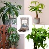 Money Tree Soil (4 Quarts), Potting Mix for Planting/Repotting Pachira