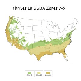 Shrub Frostproof Gardenia 2.5 Qt, White Blooms