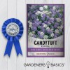 Gardeners Basics Annual Candytuft Flower Seeds