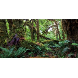 MIRRORANG 180x61cm Tropical Forest Terrarium Background Green Huge Tree Reptile Habitat Background Rainforest Aquarium Background Vinyl Background
