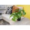 Altman Plants Golden Pothos Plant Live House Plant Live Plants,