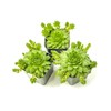 Sempervivum Succulents Plants Live Indoor Plants (3PK), Sempervivum Plants Live