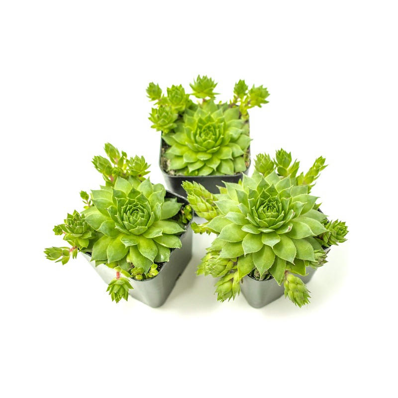 Sempervivum Succulents Plants Live Indoor Plants (3PK), Sempervivum Plants Live