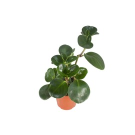Live Baby Rubber Plant - 4'' Small Pot Peperomia Obtusifolia from California Tropicals, Ideal Gift for Office, Garden, Home Decor, Indoor and Outdoor Easy Care Green Plant