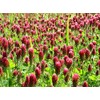 1,400 Red Crimson Clover Seeds for Planting 7 Grams Trifolium