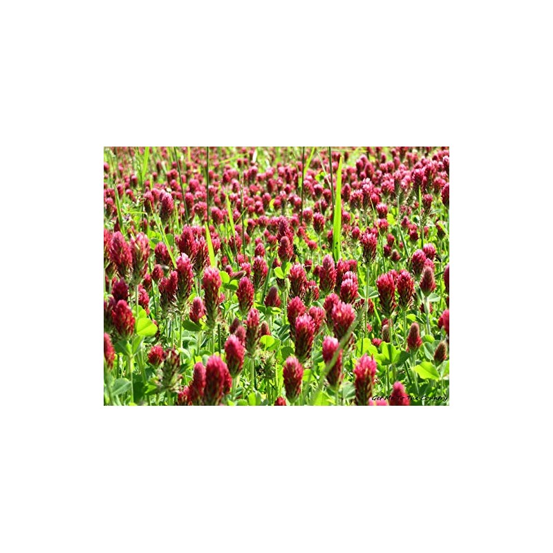 1,400 Red Crimson Clover Seeds for Planting 7 Grams Trifolium