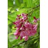 Indigofera tinctoria | Bengal or Madras or True Indigo |