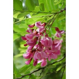 Indigofera tinctoria | Bengal or Madras or True Indigo | 100_Seeds