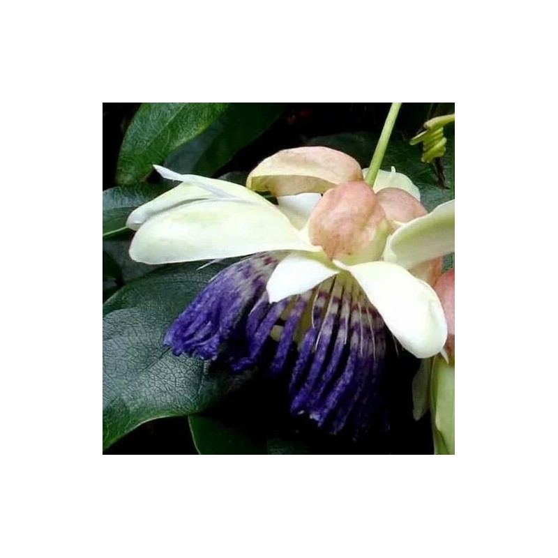 Passiflora popenovii | Granadilla de Quijos | 5_Seeds