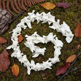 Taxidermy Real Mink Spine Decor - Model Animals Bones Specimen, Taxidermy Supplies for Science Education, Collection (Mink Spine)