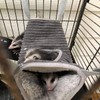 TCYYNEK Ferret Rat Hammock Guinea Pig Hideout Bed,Soft Hamster Toys