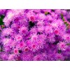 Ageratum Pink Floss Flower Seeds 400+ Seeds for Planting Non-GMO