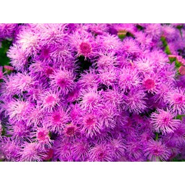 Ageratum Pink Floss Flower Seeds 400+ Seeds for Planting Non-GMO Flower Garden