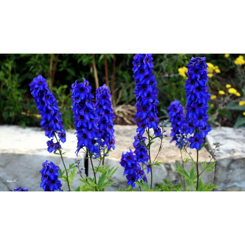 KIRA SEEDS - Seeds Blue Tall Delphinium - Annual Flowers