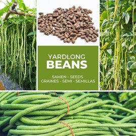 Asparagus Bean / Metre Beans - 20 Seeds - Up to 1 m Long Giant Beans - Snake Bean