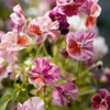 Outsidepride 50 Seeds Viola Pansy Chianti Flower Seed Mix for