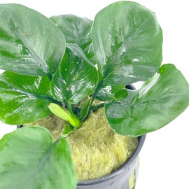 Anubias Barteri Round Leaves Live Aquarium Plants Potted for Freshwater Aquatic Plant BUY2GET1FREE