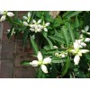 Fresh CHELONE GLABRA WHITE TURTLEHEAD FLOWER 100 SEEDS NATIVE Perennial