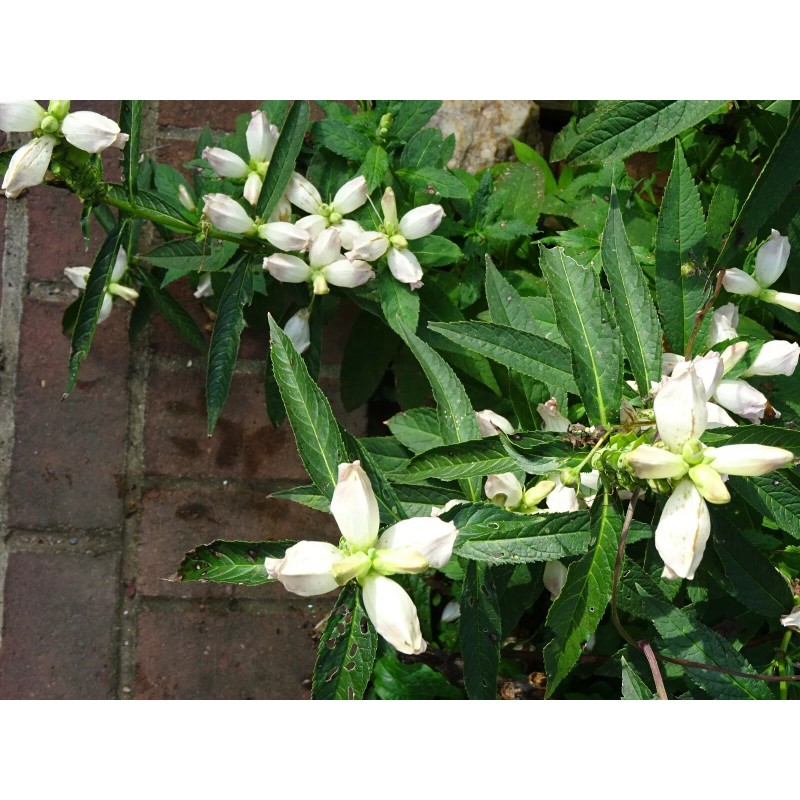 Fresh CHELONE GLABRA WHITE TURTLEHEAD FLOWER 100 SEEDS NATIVE Perennial