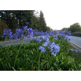 Agapanthus Blue Lily of The Nile | 30 Live Plants | Agapanthus Africanus | Perennial Flowering Ornamental | Drought Tolerant Plants for Landscaping