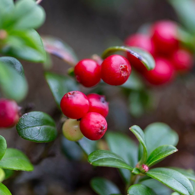 Sanniti Lingonberries Jar imported from Sweden, 14.1 Ounces