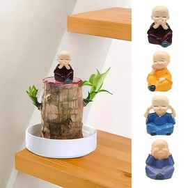Live Mini Lucky Bamboo Wood Plant with Ceramic Tray, Buddha Statue for Indoor/Outdoor Home Decor, Purifies Air brazilian lucky - Brazil wood set: Brazilian wood with ceramic tray and Buddha statue