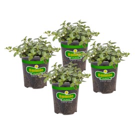 Bonnie Plants Peppermint Live Edible Aromatic Herb Plant - 4 Pack, Pet Friendly, Low Light, Part Shade