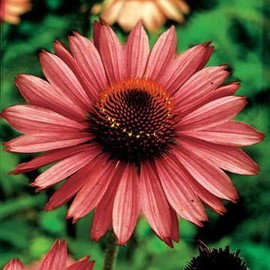 Park Seed Magnus Coneflower Seeds