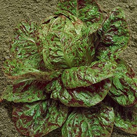 Speckles Butterhead Lettuce Seeds - 1 g Packet ~850 Seeds - Non-GMO, Heirloom - Vegetable Garden - Lactuca Sativa