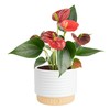 Costa Farms Anthurium, Flamingo Flower Live Plant in Decorative Pot,