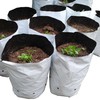 HFS(R Bolsa de Cultivo Película en Blanco y Negro para