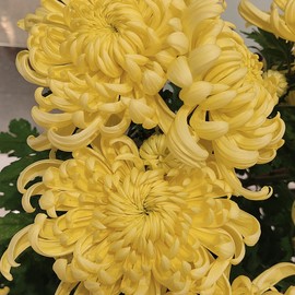 Yellow Chrysanthemum Seeds Perennial Flowering Plant Cut Flowers Floral Arrangements Garden Patio Bed Outdoor 50Pcs Flower Seeds by YEGAOL Garden