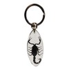 FlyingBean KeyChain With Real Black Scorpion Insect Specimens, Animal Taxidermy