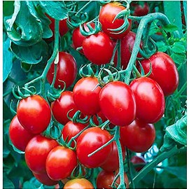 Red Cherry Tomato Seeds - 50 Seeds - Stunning Colors and Delicious Tomatoes for Home Growing, Non GMO - Neonicotinoid-Free.