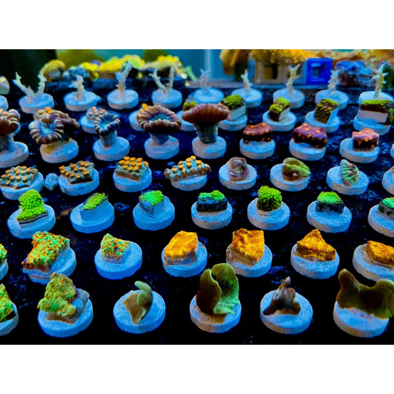 InfinityReefs AquaCultured Coral Frags, BUY PACKS & SAVE! no duplicates