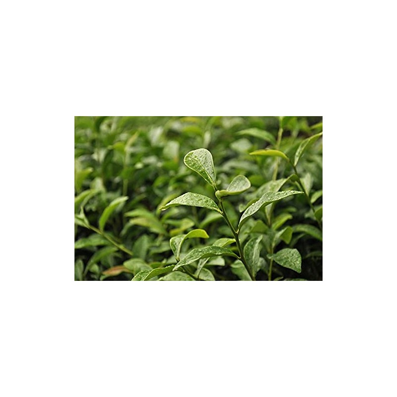 3:15pm Taiwan Tea Master Oolong Loose Leaf Tea - 120g