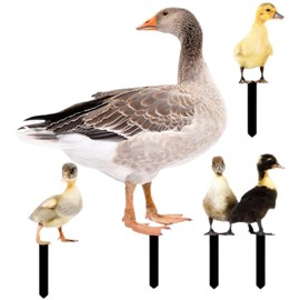 Yardwe Pack of 5 Duck Decorative Stakes, Garden Stake, Duck Decorative Figure, Easter Decoration, Duck Statue, Geese, Garden Figure, Acrylic Garden Decoration, Spring Decoration for Home, Lawn, Yard,