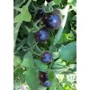 BLUE TOMATO * HEALTHFUL * ANTIOXIDANT *