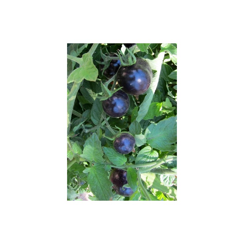 BLUE TOMATO * HEALTHFUL * ANTIOXIDANT *