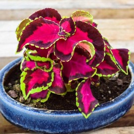 1000+PCS Rainbow Coleus seeds, easy to grow and maintain, are an excellent choice for beginners and experienced gardeners,garden harvest