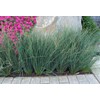 Blue Arrows Rush Grass - Juncus Inflexus - 3 Live