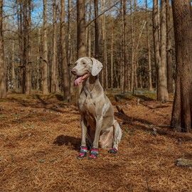 Dog Shoes, Breathable Mesh Boots for Dogs with Reflective Straps & PU Binding and Anti-Slip Sole for Outdoor Walking in Any Weather